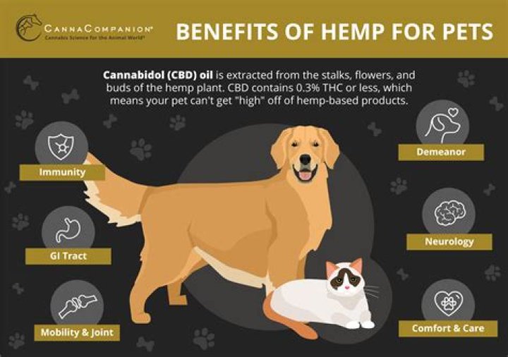 Can dogs get high off of catnip