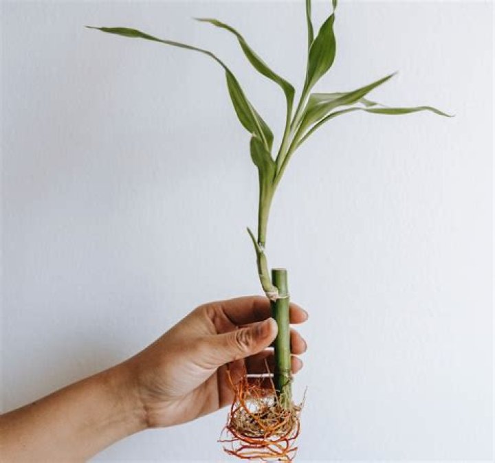 Can Dracena live in water