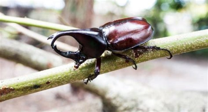 Can dung beetles hurt you