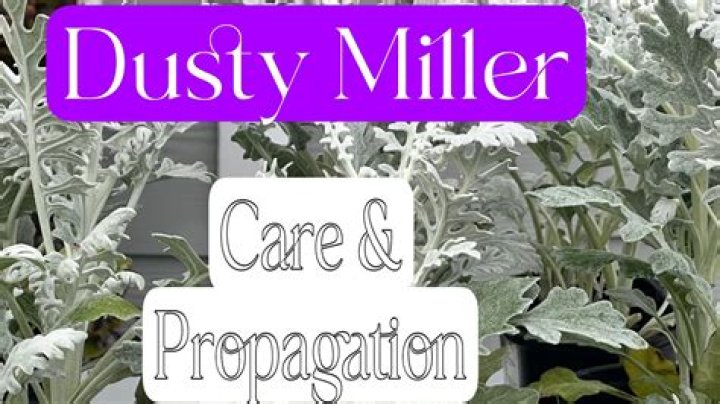 Can dusty miller grow indoors