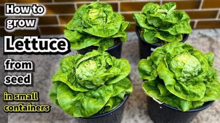 Can eating too much lettuce be harmful