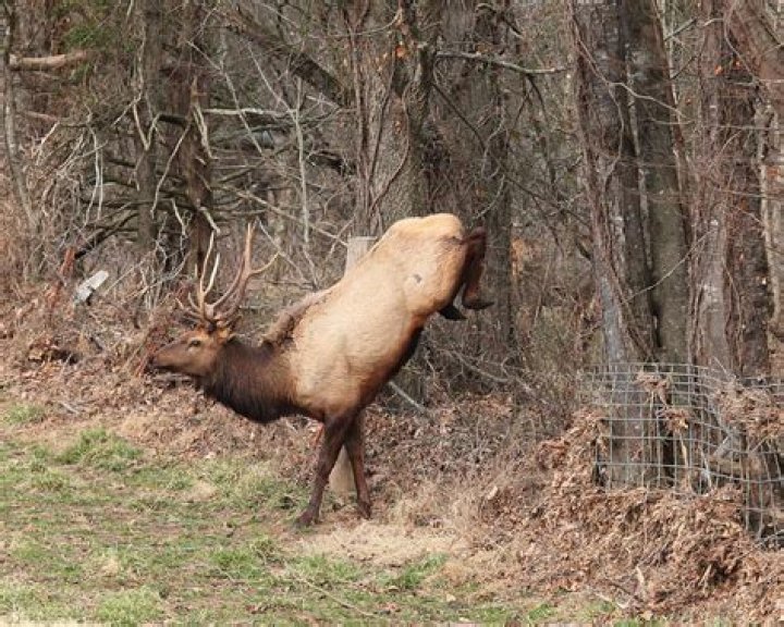 Can Elk jump a fence