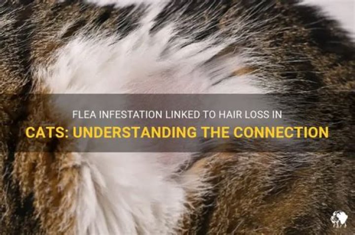 Can flea treatment cause hair loss in cats