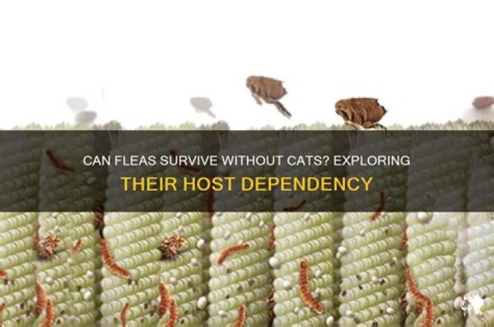 Can fleas live off of cats