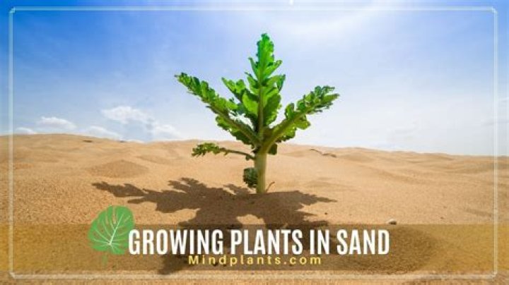 Can garden plants grow in sand