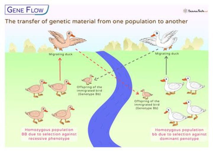Can gene flow prevent or speed up evolution