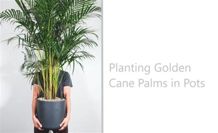 Can golden cane palms grow in pots
