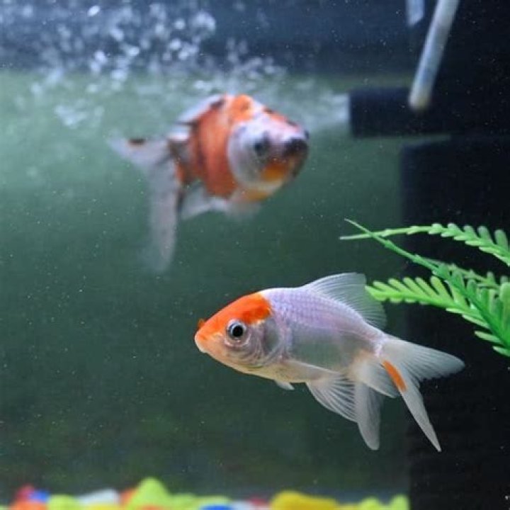 Can goldfish live without an air pump