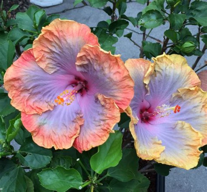 Can hibiscus change color