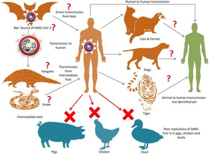 Can humans get infections from cats