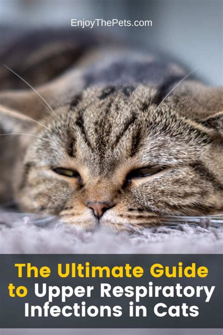 Can humans get upper respiratory infections from cats