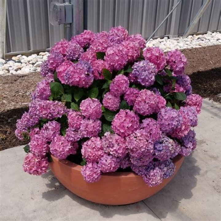 Can hydrangea be a houseplant