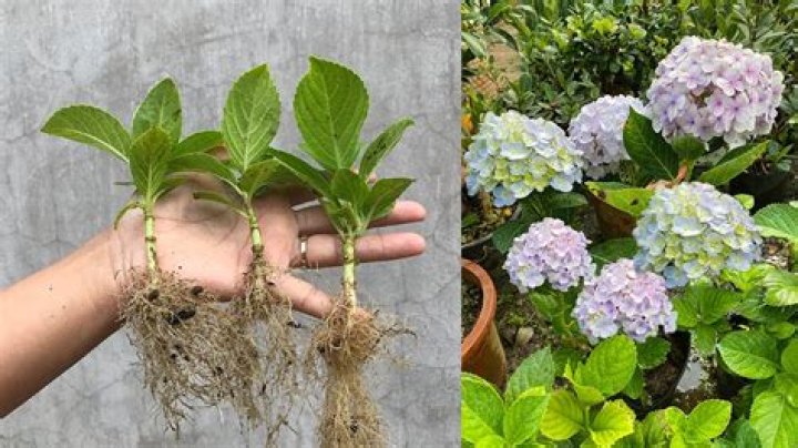 Can hydrangeas be rooted in water