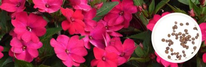 Can I collect seeds from impatiens