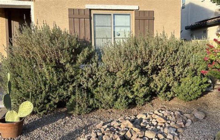 Can I cut back Texas sage