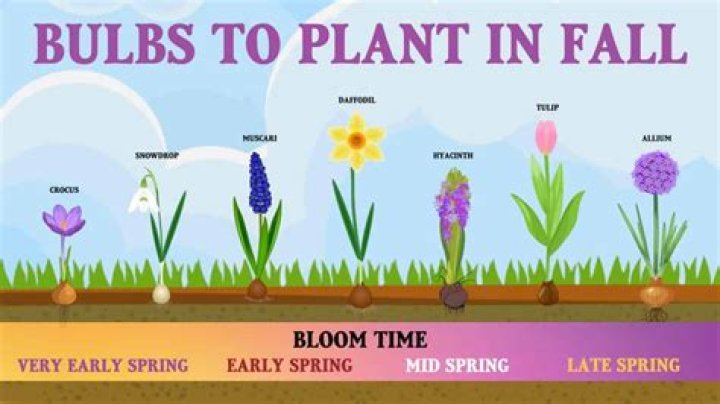 Can I dig up bulbs in spring