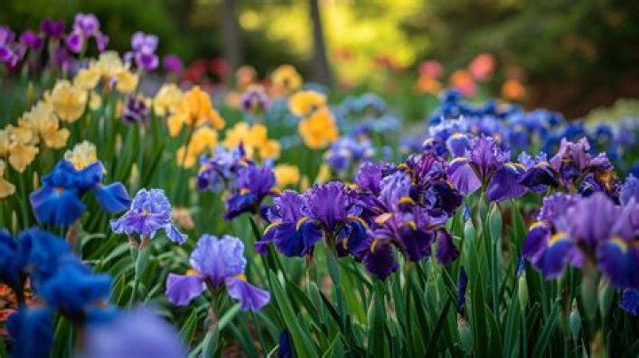 Can I divide irises in spring