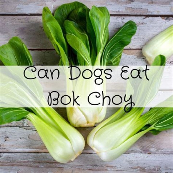 Can I eat bok choy everyday
