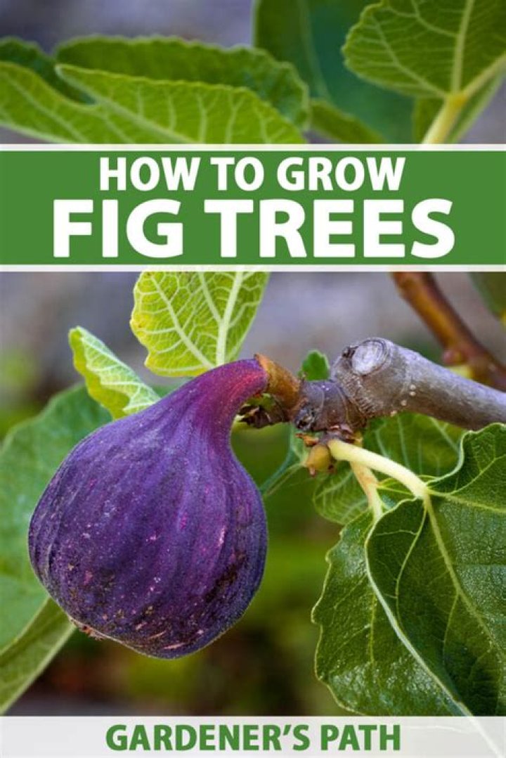 Can I grow a fig tree from the fruit