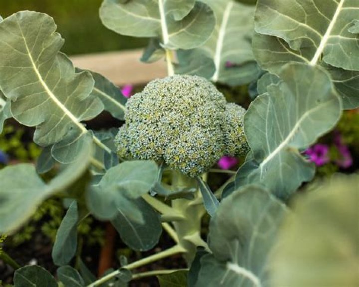 Can I grow broccoli in summer
