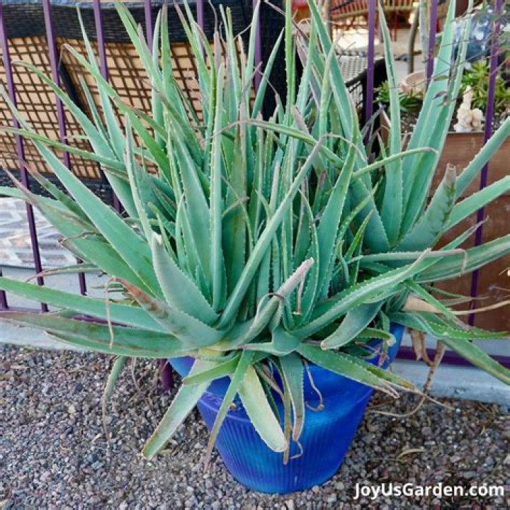 Can I keep my aloe plant inside