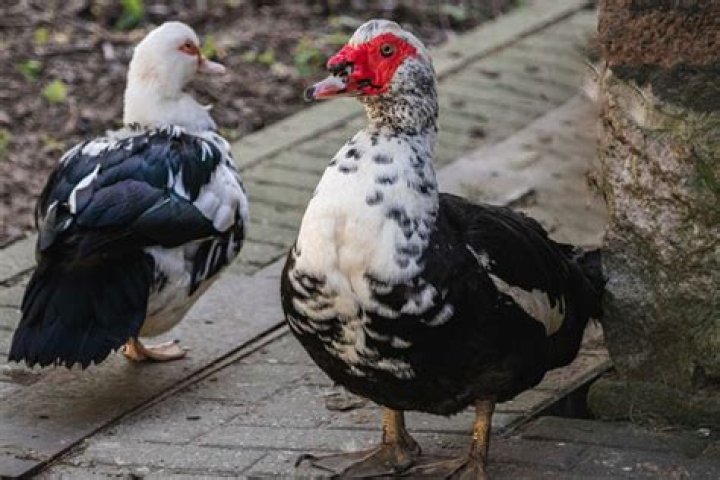 Can I kill Muscovy ducks