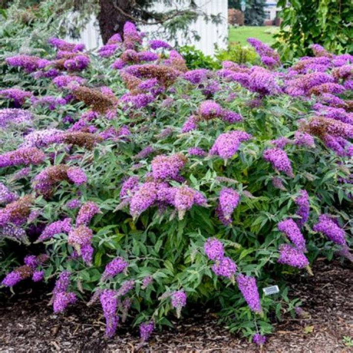 Can I plant a butterfly bush in the fall