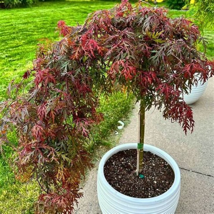 Can I plant a Japanese maple in spring