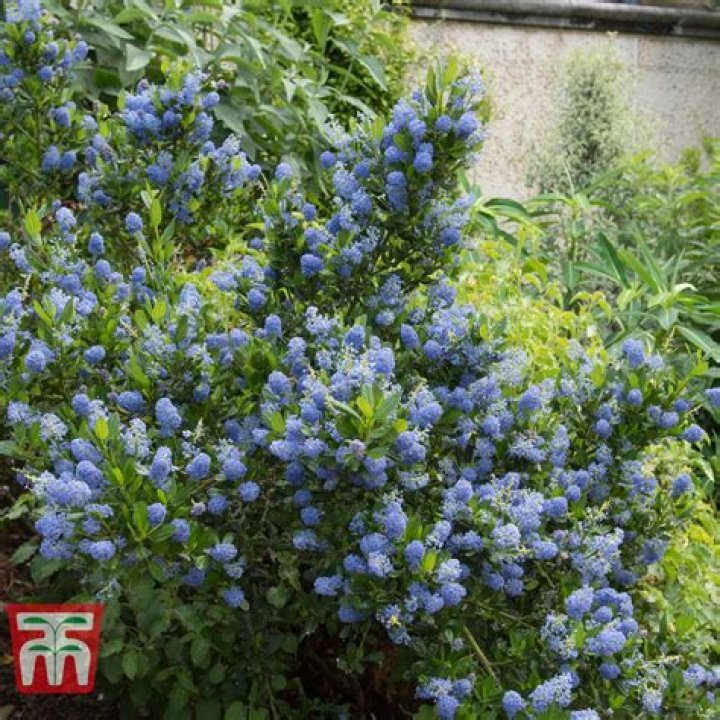 Can I prune evergreen ceanothus