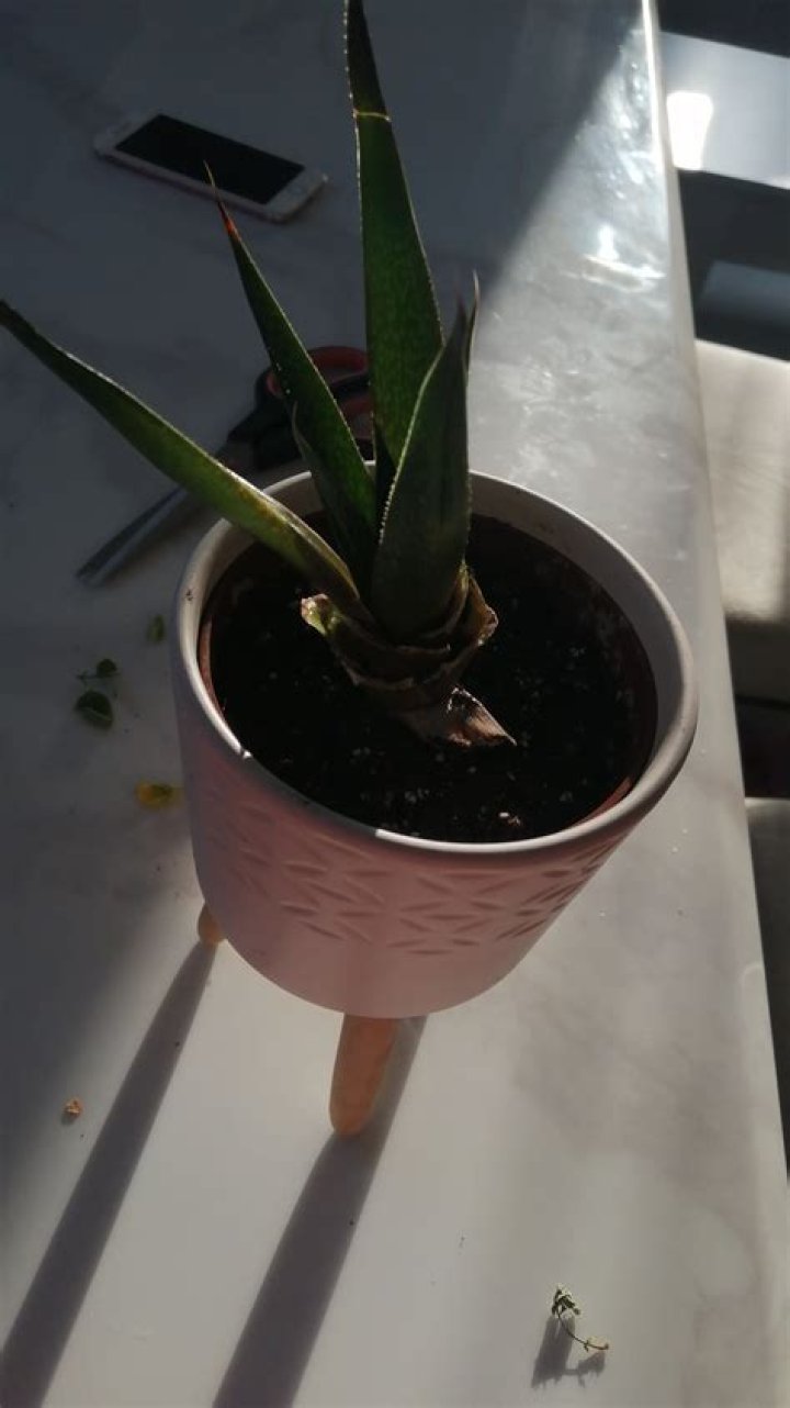 Can I revive my succulent