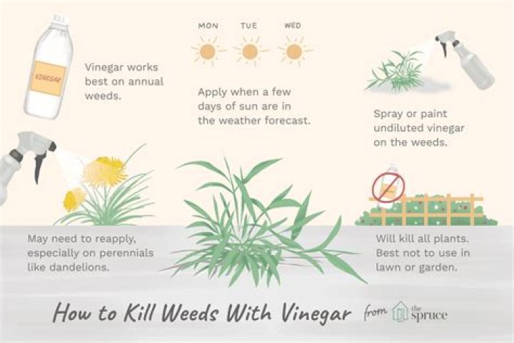 Can I spray my plants with vinegar
