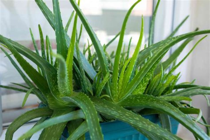 Can I still use aloe vera if its red