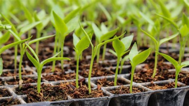 Can I transplant corn seedlings