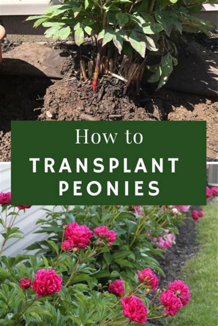 Can I transplant peonies in early spring