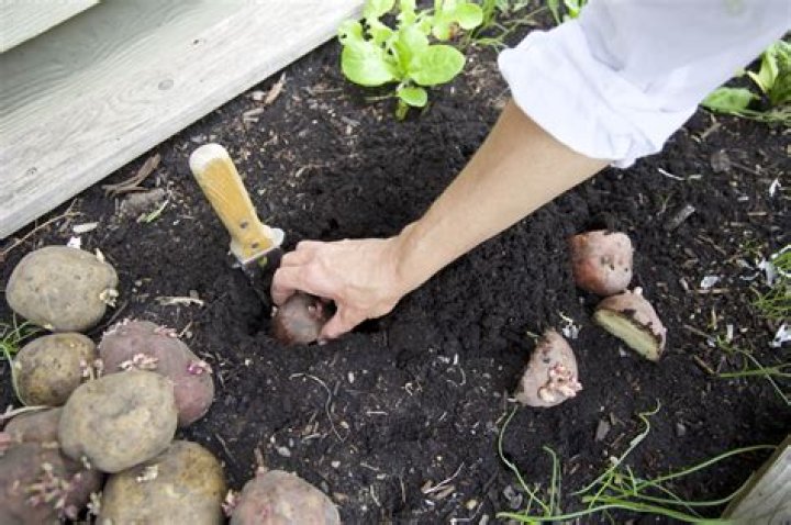Can I use organic potatoes for seed