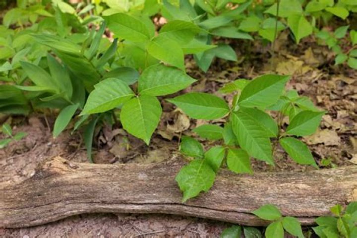 Can Ivy survive outside