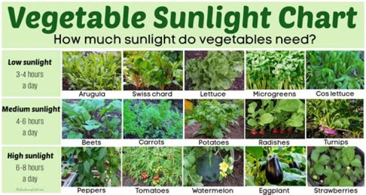 Can kalanchoe tolerate direct sunlight