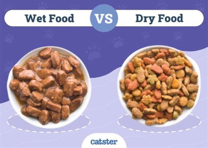 Can kittens survive on dry food