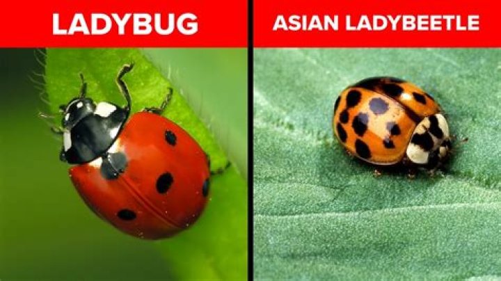 Can ladybugs live in a dogs mouth