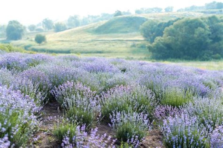 Can lavender grow in Ontario