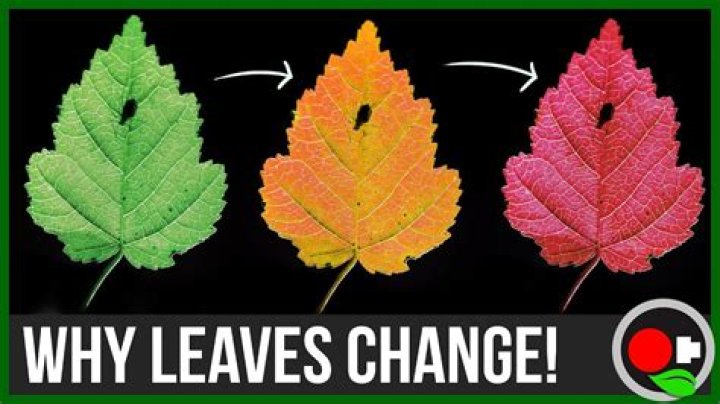Can leaves change color overnight