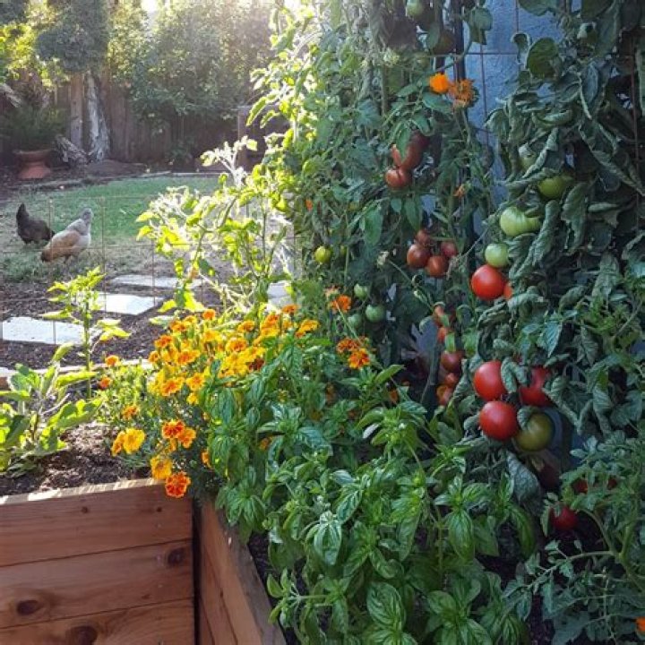 Can marigolds be planted with all vegetables
