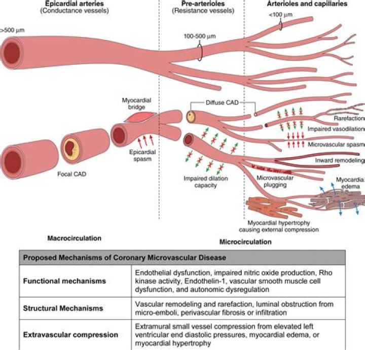 Can microvascular disease be treated