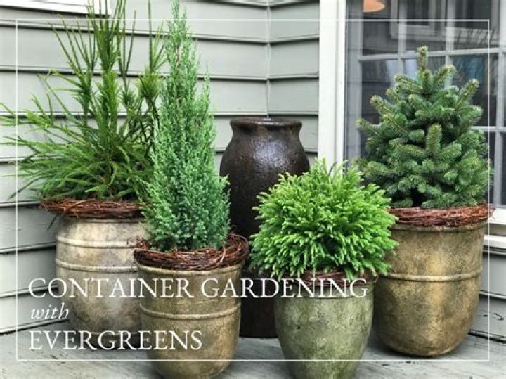 Can money plants go outside UK