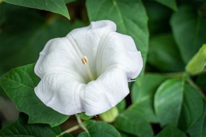 Can moonflowers get you high