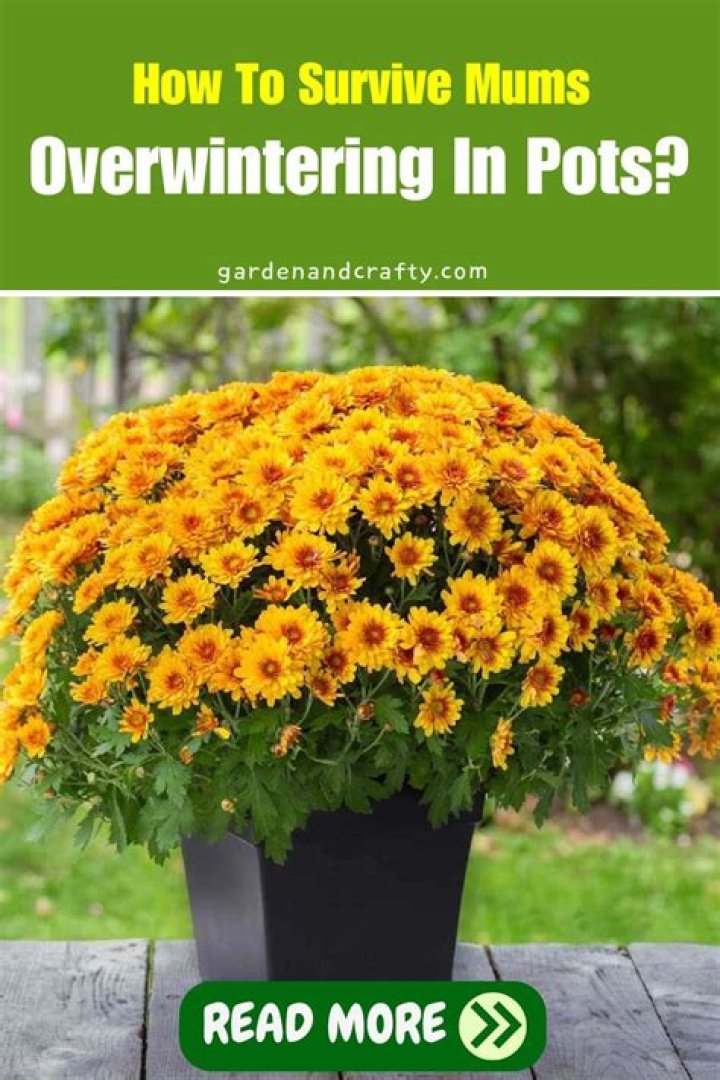 Can mums overwinter in pots