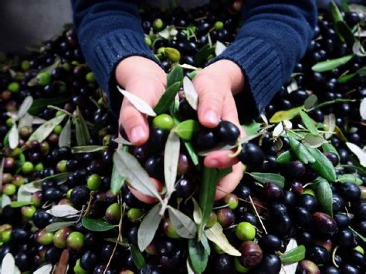 Can Olives be eaten straight from the tree