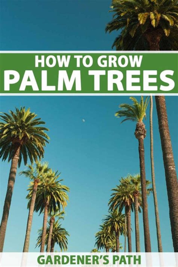 Can palm trees fall over