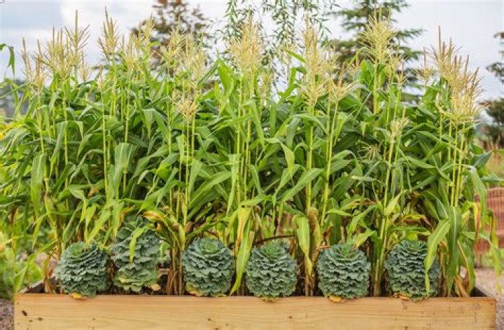 Can parsnips be planted in the fall