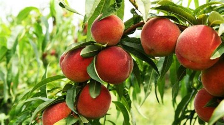 Can peach trees grow in India